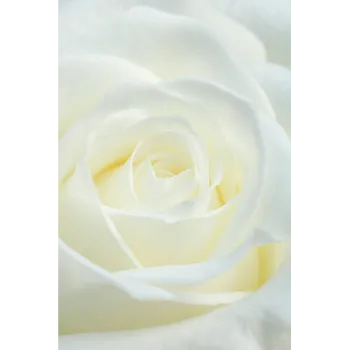 White Rose